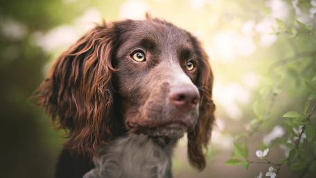 Charming Dog in a Serene Floral Setting wallpaper