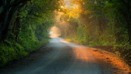 Serene Pathway Through Lush Woods wallpaper