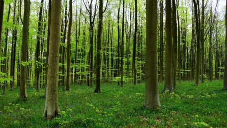 Verdant Serenity of a Tranquil Forest Scene wallpaper