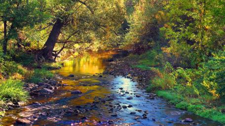 Tranquil Stream Amidst Autumn Foliage wallpaper
