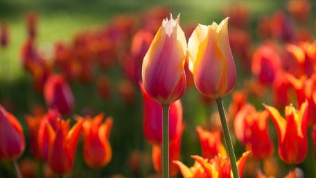 Vibrant Tulip Blossoms in Full Bloom wallpaper