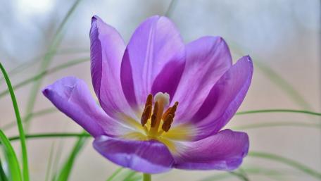 Delicate Purple Tulip Elegance wallpaper