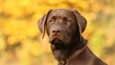 Charming Chocolate Labrador in Autumn Colors wallpaper