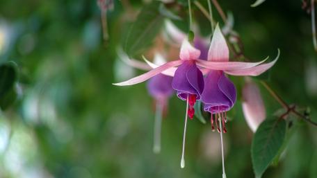 Elegant Fuchsia Blooms in Serene Greenery wallpaper