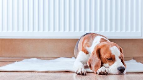 Cozy Beagle Napping by the Radiator wallpaper