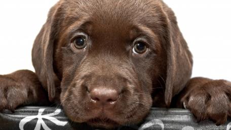 Adorable Brown Puppy Wallpaper wallpaper