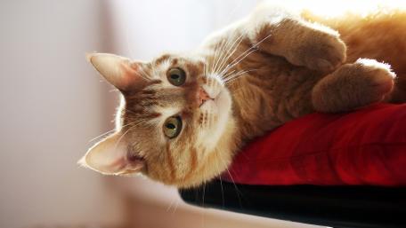 Charming Ginger Cat Relaxing on a Chair wallpaper