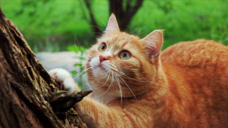 Playful Ginger Cat in Nature wallpaper