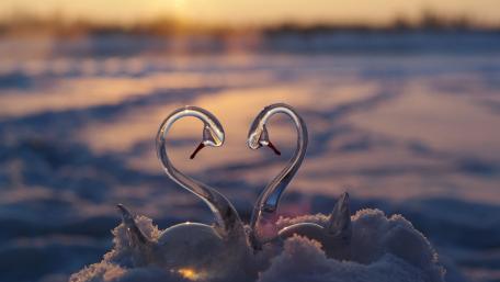 Swan Love in a Winter Wonderland wallpaper