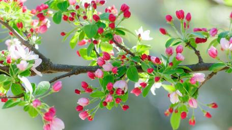Vibrant Blossoms in Springtime Splendor wallpaper