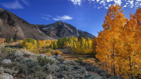 Autumn Splendor in Nature's Embrace wallpaper