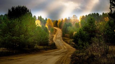 Serene Path Through a Colorful Forest wallpaper