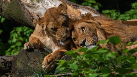 Majestic Lions in a Tranquil Embrace wallpaper