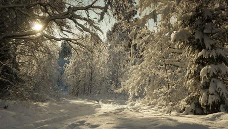 Winter Wonderland in Serene Forest wallpaper