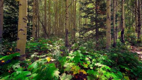 Lush Green Forest Serenity wallpaper