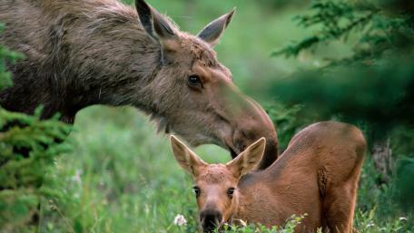 Gentle Moose Moments in Nature wallpaper
