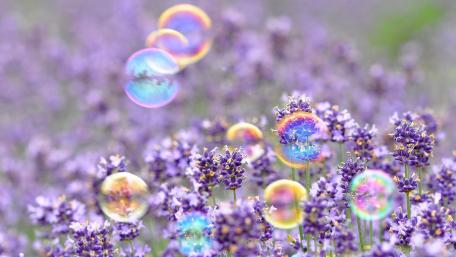 Lavender Fields with Floating Bubbles wallpaper