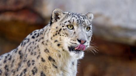 Snow Leopard in Majestic Pose wallpaper