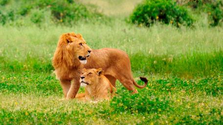 Majestic Lions in Serene Wilderness wallpaper