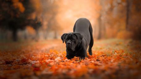 Autumn Wanderer in Soft Hues wallpaper