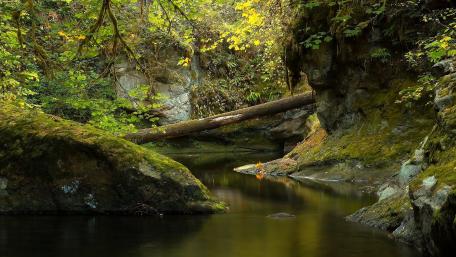 Serene Forest Stream in Autumn Colors wallpaper