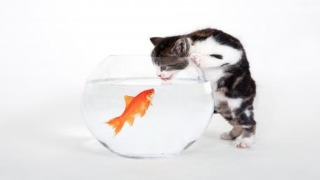 Curious Kitten Meets Goldfish Friend wallpaper
