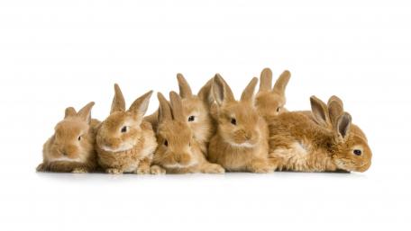 Adorable Bunnies in a Cozy Lineup wallpaper