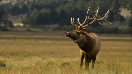 Majestic Elk in Serene Wilderness wallpaper