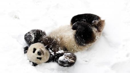 Playful Panda Enjoying Snow Fun wallpaper