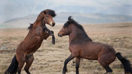Majestic Horses Engaged in Playful Battle wallpaper