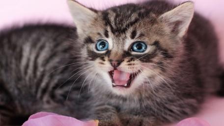 Playful Kitten with Stunning Blue Eyes wallpaper