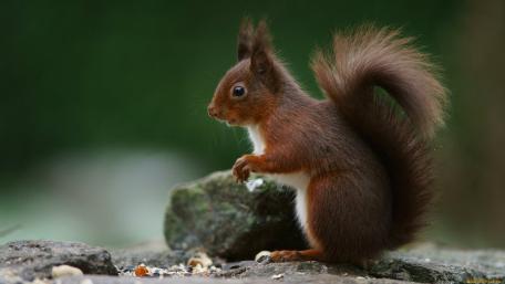 Charming Squirrel in Nature's Embrace wallpaper