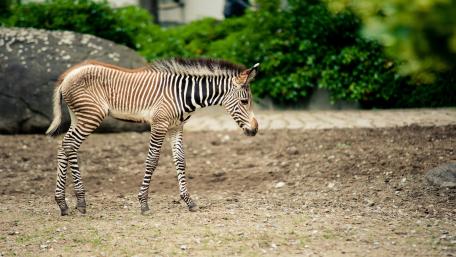 Zebra Walking Through a Serene Environment wallpaper