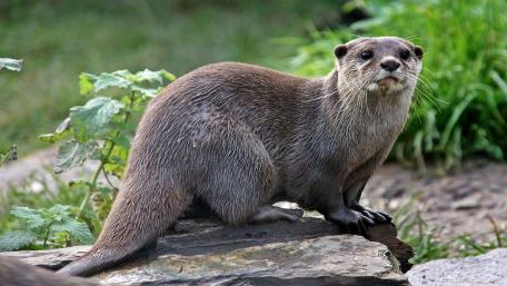 Playful Otter on a Rock in Nature wallpaper