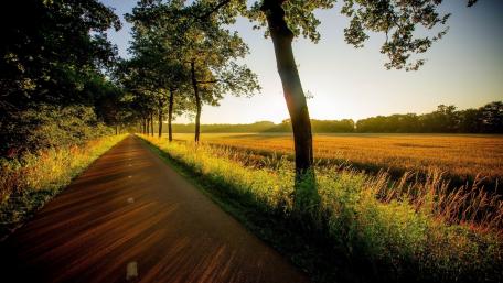 Serene Pathway Through Golden Fields wallpaper