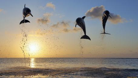 Dolphins Dancing in Sunset Splendor wallpaper