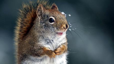 Winter Charm of a Squirrel Surrounded by Snowflakes wallpaper
