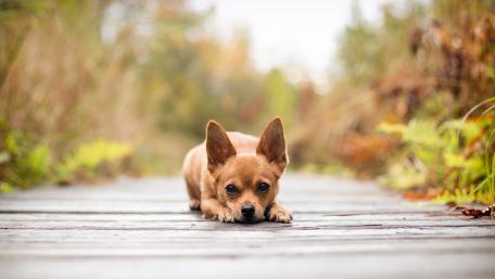 Charming Dog in Nature's Embrace wallpaper