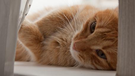 Cozy Ginger Cat Relaxing in Sunlight wallpaper