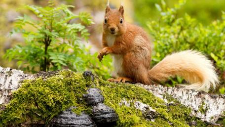 Playful Squirrel Amidst Nature's Beauty wallpaper
