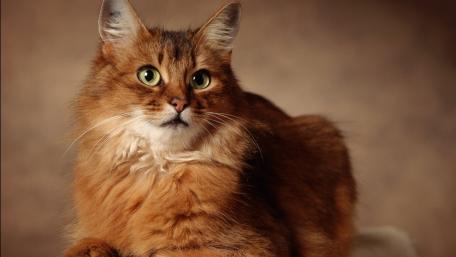 Majestic Ginger Cat Portrait for Your Screen wallpaper