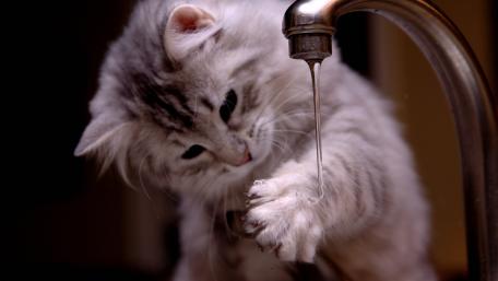 Curious Cat Playing with Water Tap wallpaper