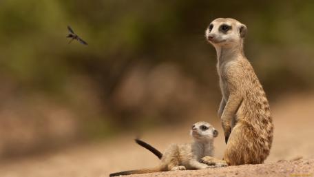 Curious Meerkats in Their Natural Habitat wallpaper