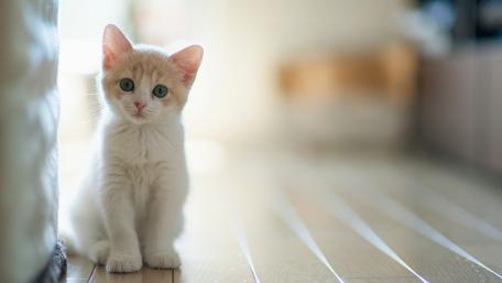 Charming Kitten in Soft Focus Light wallpaper