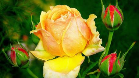 Golden Rose and Buds in Blooming Garden Scene wallpaper