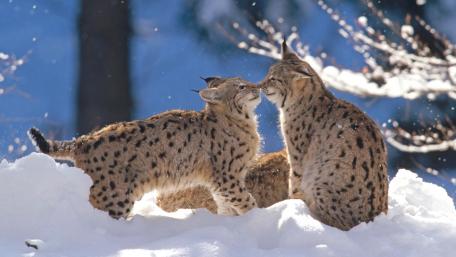 Lynxes Embracing in a Winter Wonderland wallpaper