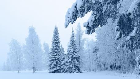 Winter Wonderland of Snowy Pines wallpaper