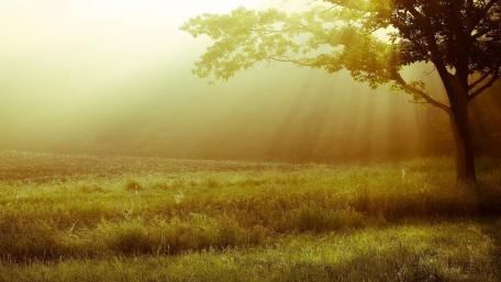 Golden Morning Light in Nature's Embrace wallpaper