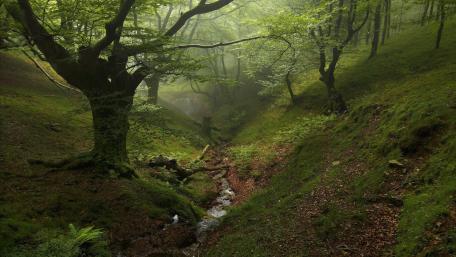 Serene Forest in Morning Mist wallpaper