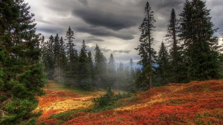 Serene Autumn Landscape with Majestic Pines wallpaper